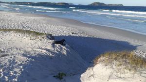 Gallery image of Suítes Tropicana guesthouse in Cabo Frio