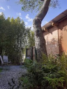 a tree sitting next to a brick building at Pez Espada in Punta del Este +5 photos