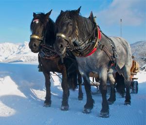 Altri animali domestici presso l'aparthotel o nei dintorni