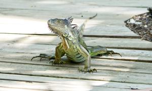 a green lizard sitting on a wooden floor at Xanadu Island Resort in San Pedro