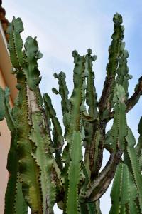 a close up of a large green cactus at Boutique Hotel Ileas Village in Arkoudi