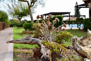 a plant in a garden next to a tree stump at Boutique Hotel Ileas Village in Arkoudi