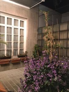 un montón de flores púrpuras delante de un edificio en Casa Turin, en Ciudad de México