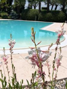 une fleur en face d'une piscine dans l'établissement agriturismo" il glicine bianco", à Monzambano