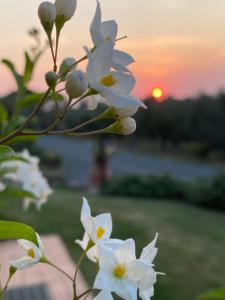 un groupe de fleurs blanches au coucher du soleil en arrière-plan dans l'établissement Le Macine, à Cecina