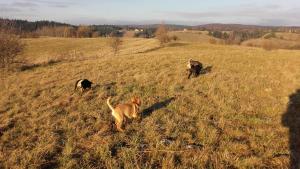 a dog standing in a field with cows at Dom na rozdrożu in Ustrzyki Dolne