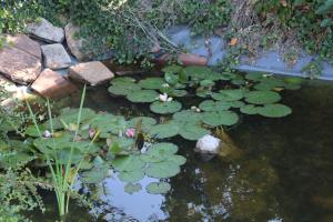 a pond with lilly pads and flowers in it at Villa-Fuldablick in Morschen