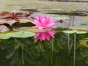 a pink water lily sitting on top of a pond at Arawan Krabi Beach Resort in Ao Nam Mao