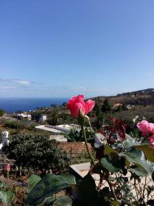 uma rosa rosa com o oceano ao fundo em Vivienda vacacional La Graja em Santa Cruz de la Palma