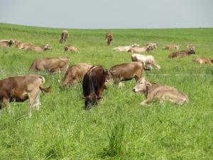 AmtzellにあるFerienwohnung Sonnenaufgangのギャラリーの写真