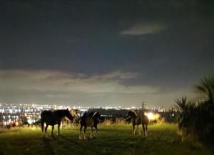 a group of horses standing in a field at night at Villa Dei Romani - Country House in Guidonia