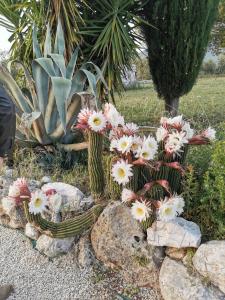 a bunch of flowers in a garden with rocks at Villa Dei Romani - Country House in Guidonia