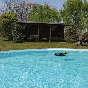 um pato a nadar numa piscina de água azul em El Vagón B&B em Lincoln