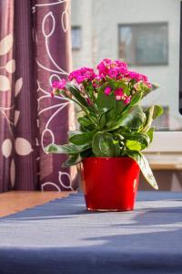 a red vase with pink flowers sitting on a table at Marymont in Warsaw