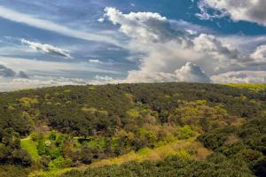 an aerial view of a forest of trees at Maslak Aparts in Istanbul