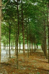 Billede fra billedgalleriet på Immanuel Forest Homestay i Puli