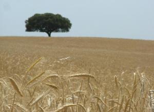 a tree in the middle of a field with a tree in the background at Hospedaria A Italiana in Moura