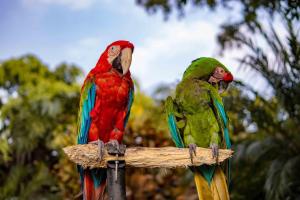 Animales en el hotel o alrededores