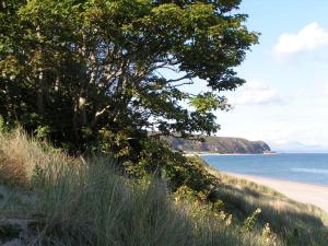 a tree on a sandy beach next to the ocean at Pen Llyn Bed and Breakfast in Dinas