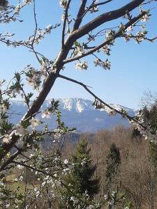 una montaña cubierta de nieve en la distancia con un árbol con flores en Chałupa z widokiem w górach, en Zawoja