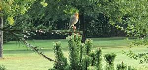 ptak siedzący na gałęzi drzewa w obiekcie Moulin du soustre w mieście Cavagnac