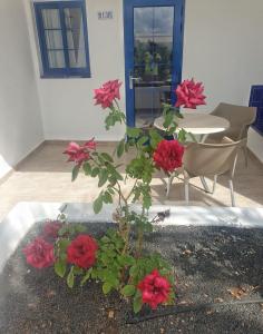 a potted plant with red flowers and a table and chairs at Grupotel Cinco Plazas in Puerto del Carmen