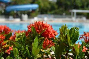 Bazén v ubytování Apartasol Santa Fe de Antioquia nebo v jeho okolí