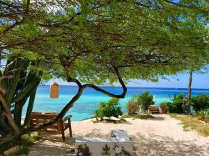 a tree and benches on a beach with the ocean at Trailer Beach Front Cottage in Savaneta