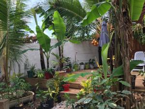 einen Garten mit Pflanzen und Bäumen in der Unterkunft Chambre2 Résidence Beauregard in Koungou