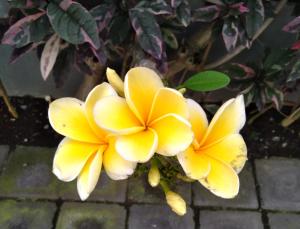two yellow flowers are growing on a plant at ALA Hostel in Seminyak