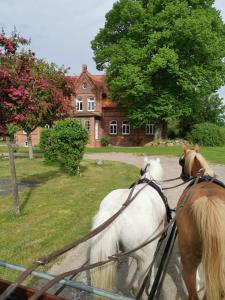 two horses tied to a fence in front of a house at Gutshaus Thorstorf FeWo Wolenberger Wiek in Warnow