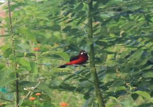 a red bird sitting on a tree branch at La Natura Hostel & Pool in Palomino