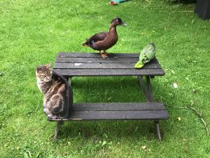 a duck and a cat sitting on a bench with a bird at FeWo Jacob in Garlstorf