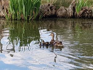 Altri animali domestici presso la casa vacanze o nei dintorni
