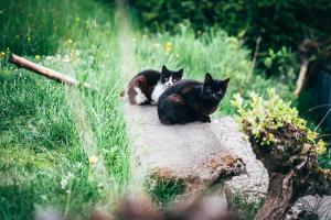 zwei Katzen sitzen auf einem Felsen im Gras in der Unterkunft U Mushera in Vrchlabí