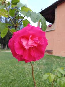 Eine rosa Rose wächst in einem Hof in der Unterkunft Villa Niccoli in Castelfiorentino