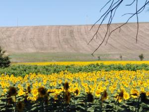 ein Feld von Sonnenblumen vor einem unbefestigten Feld in der Unterkunft Villa Niccoli in Castelfiorentino