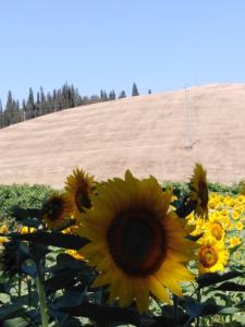 ein Feld von Sonnenblumen mit einem Hügel im Hintergrund in der Unterkunft Villa Niccoli in Castelfiorentino