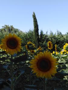 eine Gruppe gelber Sonnenblumen auf einem Feld in der Unterkunft Villa Niccoli in Castelfiorentino