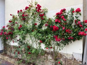 Zahrada ubytování Villa Dornröschen Hofgeismar + 9 fotografií
