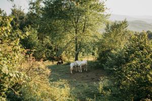 Fotografie z fotogalerie ubytování Etno Village Dolina Sreće v destinaci Vitez