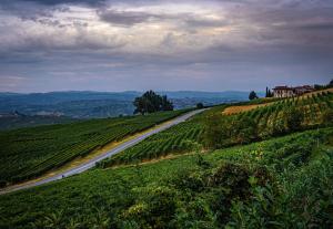 uma estrada no lado de uma colina verde em Sul Bric Dei Capalot em La Morra