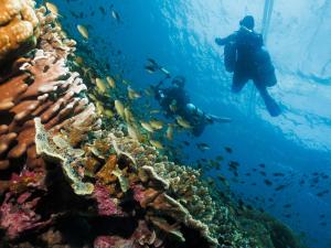 Gallery image of Cebu Seaview Dive Resort in Moalboal