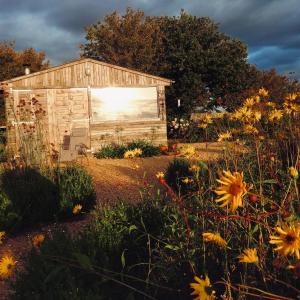 a small wooden shed in a field of flowers at The Oaks Glamping - Pips Cabin in Colkirk