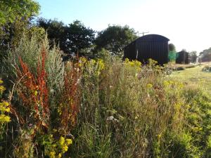 a field of tall grass with a barn in the background at The Oaks Glamping - Pips Cabin in Colkirk