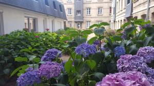 un giardino di fiori viola di fronte agli edifici di Welk'Home Loft Rouen CHU - Coeur Historique a Rouen