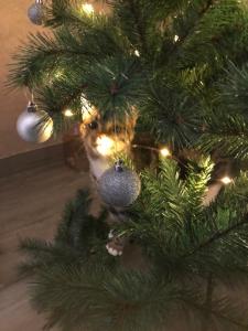 a cat is peeking out from under a christmas tree at Chambre d 'hôtes Chez Manon et Hugo in Béthune