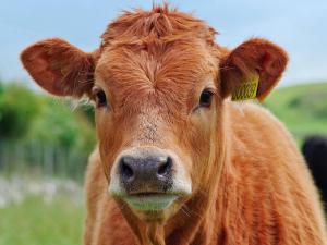 uma vaca castanha com uma etiqueta amarela na orelha em 5 person holiday home in STORVIK em Storvik