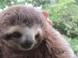 Άλλα ζώα σε αυτό το ξενοδοχείο ή στη γύρω περιοχή +46 φωτογραφίες