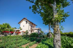 a house on a hill with a tree at Nido Degli Dei in Agerola